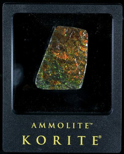 Brilliant Iridescent Ammolite With Display Case #31687